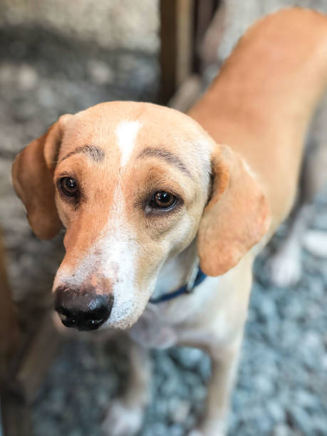 A dog with eyebrows This is a pet dog in a restaurant in Zambales, Philippines. The eyebrows were most likely inked with a marker and no harm was inflicted upon the dog. Eyebrows are on fleek though! zambales province photos stock pictures, royalty-free photos & images