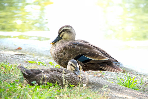 istock Duck on the banks of the pond 1004136380