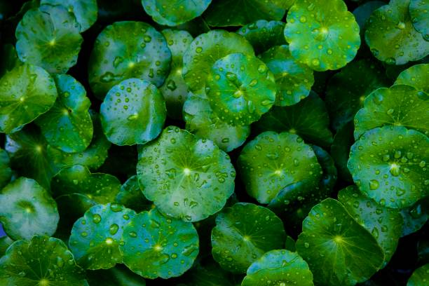 muchos asiáticos de verde hojas con gotas de agua que pueblos asiáticos como china e india - anti cancer fotografías e imágenes de stock