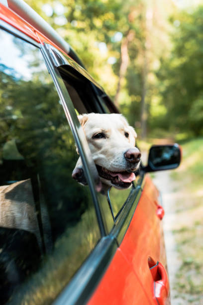 istock cute labrador dog looking out from window in red car in forest 1004149012