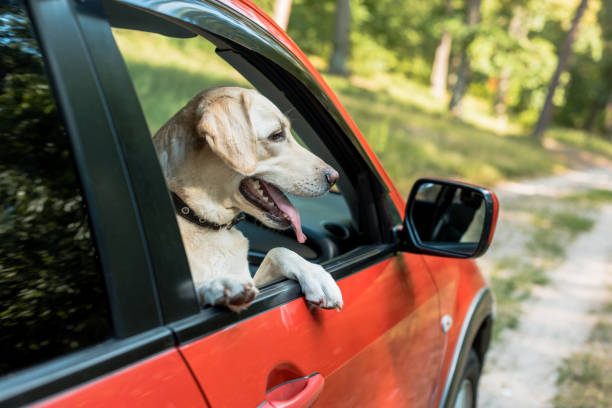 istock cute labrador dog looking out from window in red car 1004149020