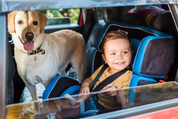 Photo of smiling adorable toddler boy in safety seat with labrador dog on backseat