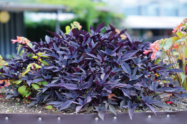 istock growing ipomea batatas plant for garden decoration 1004153934