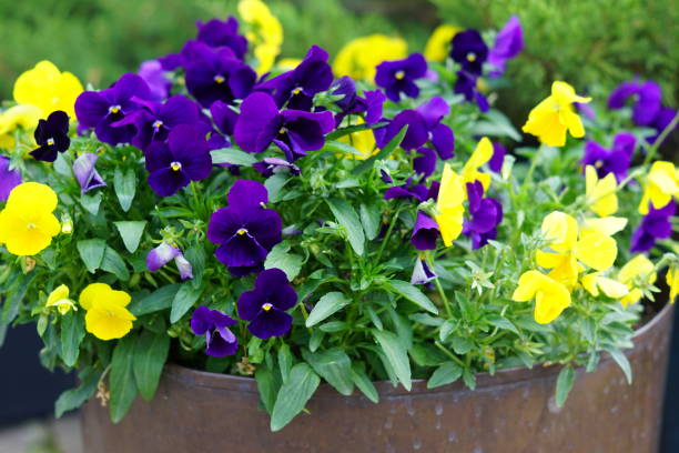 istock blooming beautiful pansy flowers in flowerbed 1004154072