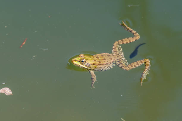 istock Swimming frog with tadpole in a pond 1004154502