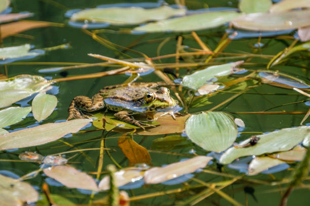 istock Frog resting on a leave in a pond 1004154578
