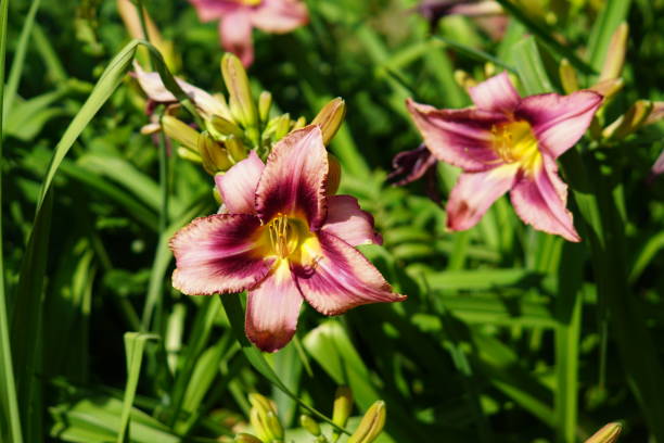 istock red blooming lily growing in the flower bed 1004156720