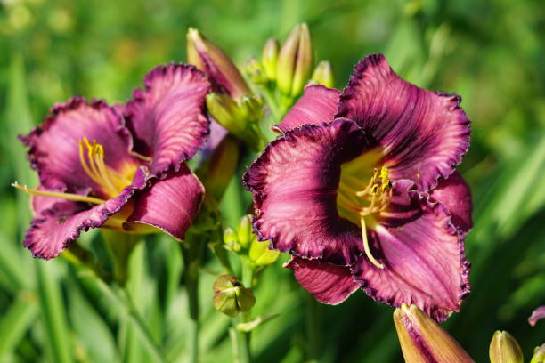 istock red blooming lily growing in the flower bed 1004158750