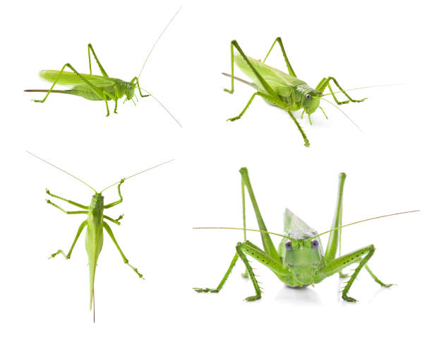 흰색 바탕에 녹색 메뚜기의 설정 - grasshopper 뉴스 사진 이미지