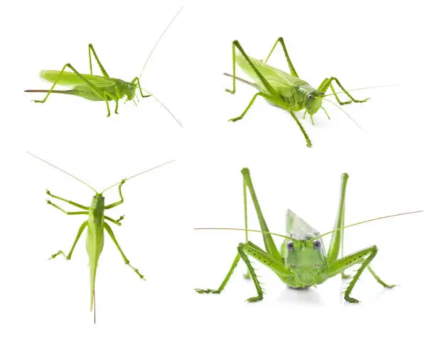 Set of green locusts on white background