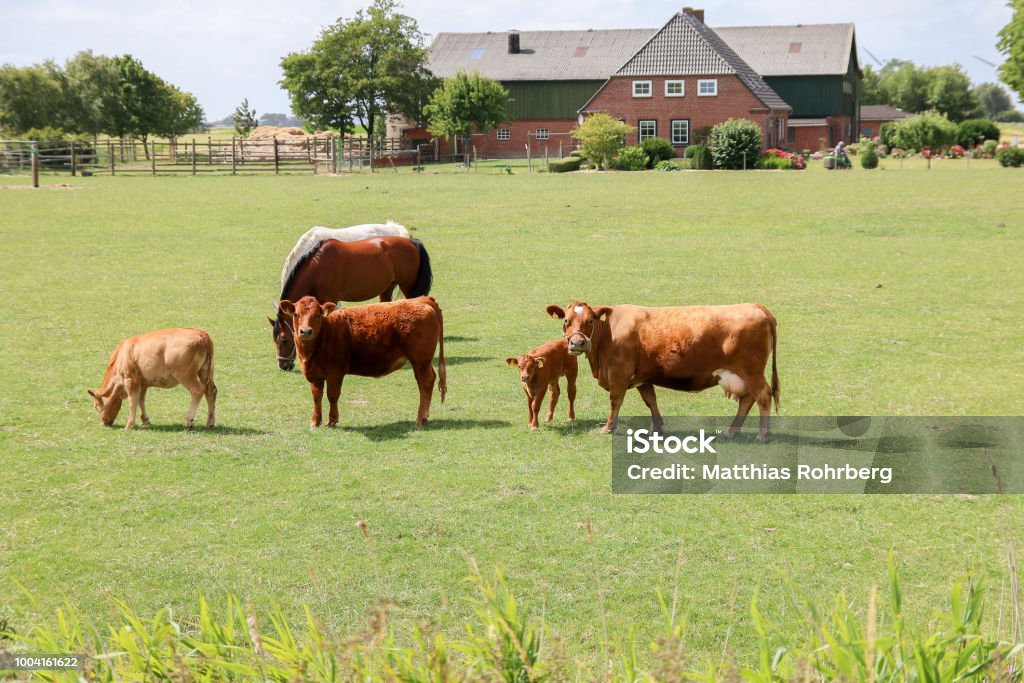 Paddock Sapi Sapi Atau Sapi Coklat Dengan Anak Sapi Dan Kuda Di Padang Rumput Atau ...