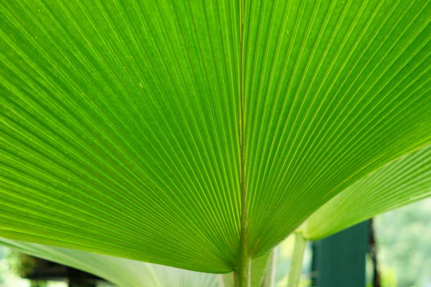istock close up of palm leaves in tropical forest 1004161648