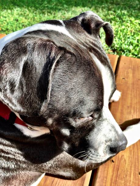 istock Close up of dog’s head from above 1004161762