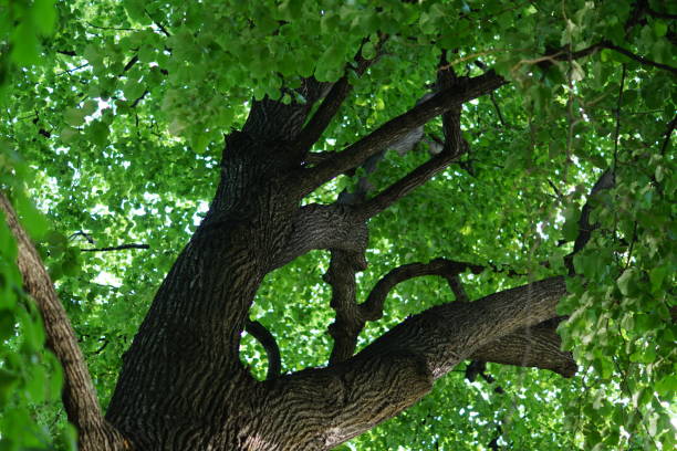 istock bottom view of linden tree in the park 1004161846