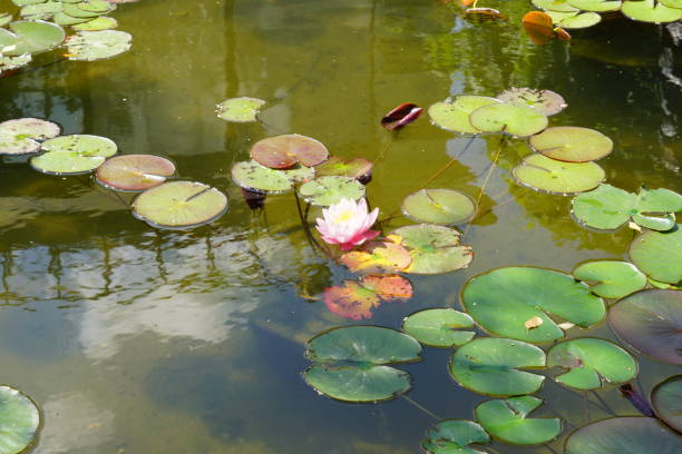 istock beautiful white water lily floating on water surface 1004164126