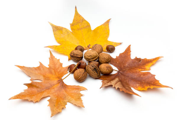 Yellow autumn leaves and fruits on white background