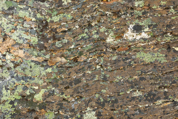 istock Moss on stone, colorful natural backgroung, Norway 1004164332