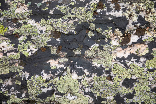 istock Moss on stone, colorful natural backgroung, Norway 1004164334