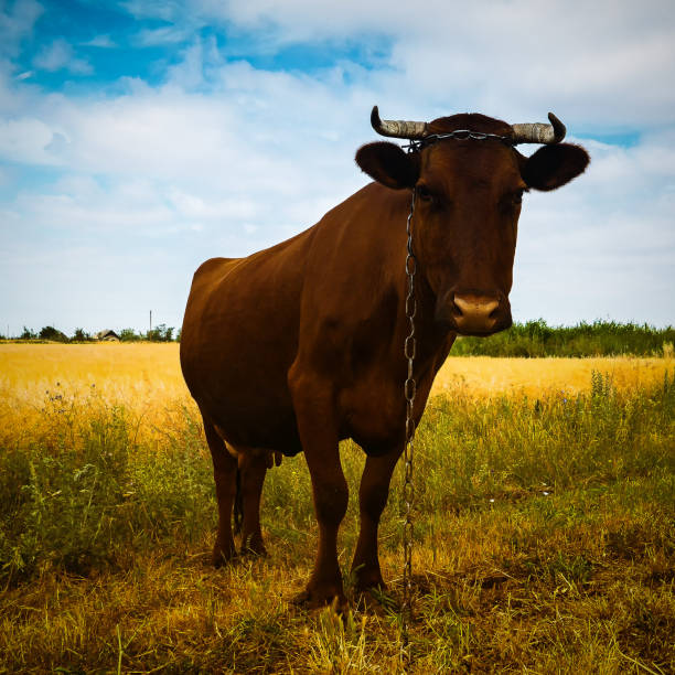 cow grazing in the field