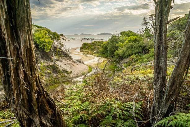 istock Squeaky beach seen from the forest in Wilsons prom 1004164632