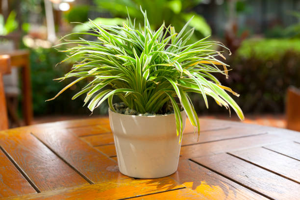 istock green plant pot on wood table 1004164780