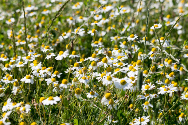 istock Chamomile flowers on a meadow 1004187636