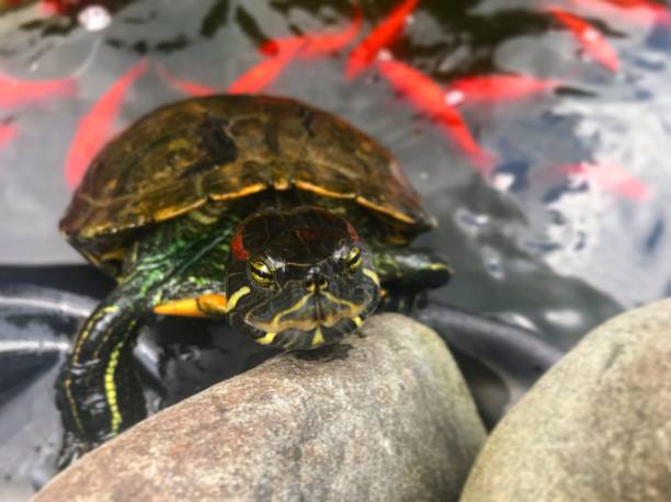 turtle close up close up turtle in a pond coahuilan red eared turtle stock pictures, royalty-free photos & images