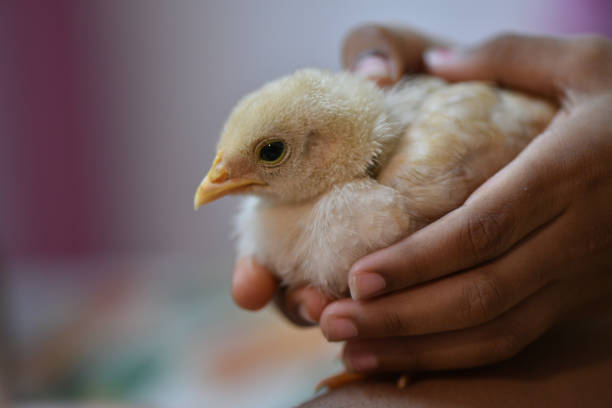 Women holds young chick in palm of hands 
