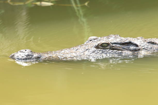 istock Nile crocodile (Crocodylus niloticus) in Ghana 1004198102