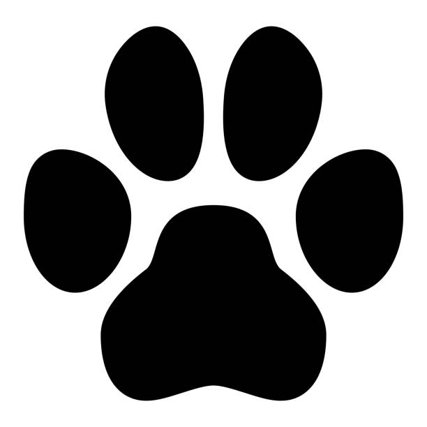 illustrazioni stock, clip art, cartoni animati e icone di tendenza di simbolo della zampa dell'animale domestico. semplice forma dell'impronta di cane nero o gatto. - kitten white background domestic animals domestic cat