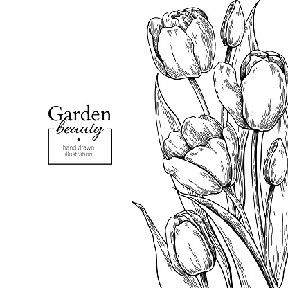 Tulip flower and leaves drawing border. Vector hand drawn engraved floral frame. Botanical  Black ink sketch. Great for tattoo, wedding invitations, greeting cards, decor