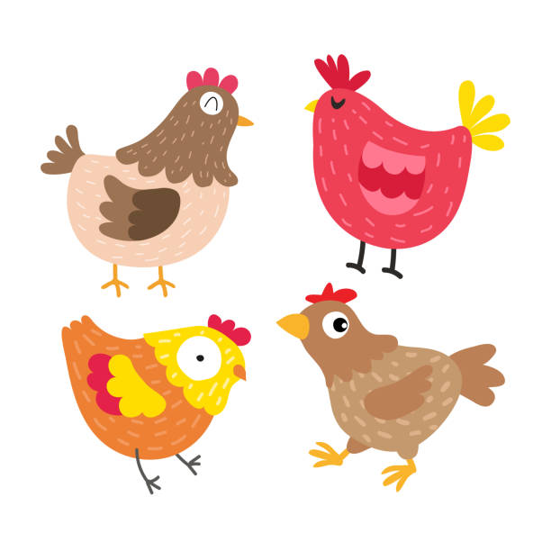 ilustraciones, imágenes clip art, dibujos animados e iconos de stock de diseño de colección de vectores de pollo - chicken poultry cartoon cockerel
