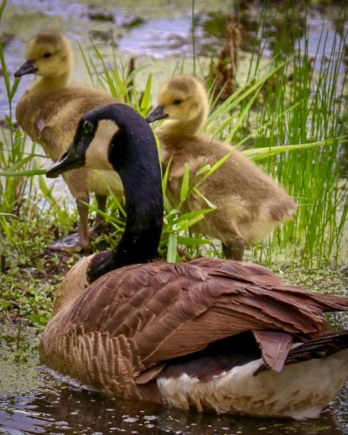 istock Mother goose and her gosling 1004206420
