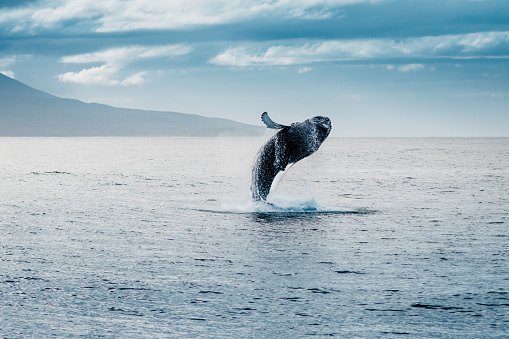 salto megattera della durante observación de ballenas en islanda photo
