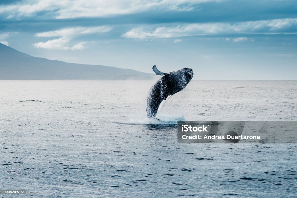 humpback whale jumping during whale watching in iceland humpback whale jump during whale watching in iceland, whale jump, amazing Whale Stock Photo