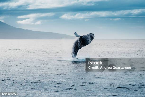 Humpback Whale Jumping During Whale Watching In Iceland Stock Photo - Download Image Now