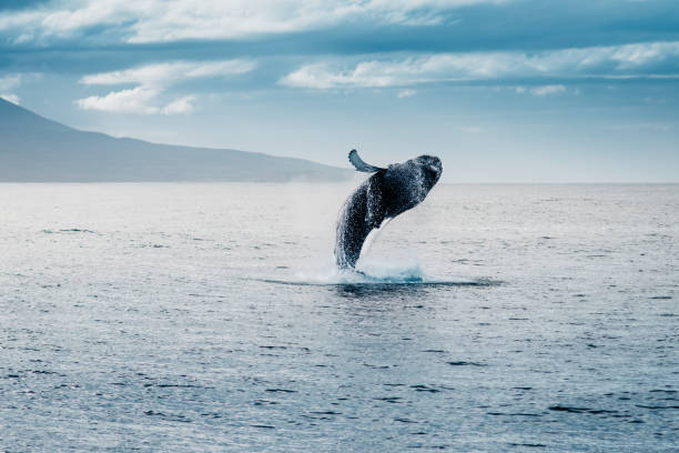 humpback whale jumping during whale watching in iceland - atlantic ocean fotos imagens e fotografias de stock