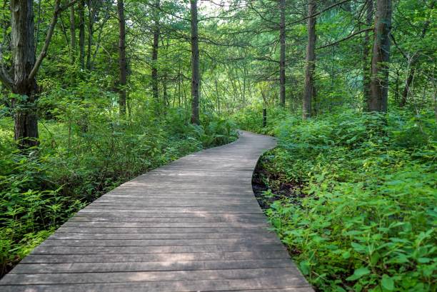 istock Sunlit Wood Path in the Woods 1004213188