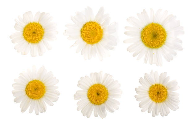 istock chamomile or daisies isolated on white background. Top view. Flat lay 1004216930