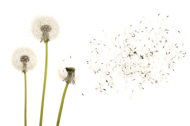 istock Old dandelion isolated on white background closeup 1004217002