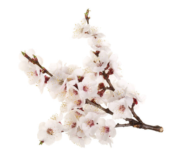 istock Branch with apricot flowers isolated on white background. Top view. Flat lay 1004217004