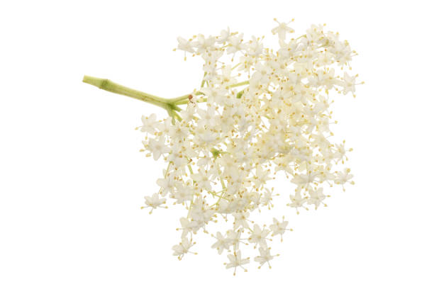 Elder flower blossoms isolated on a white background. Medicinal plant.