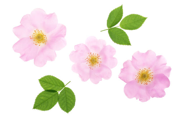 istock Rosehip flower with leaf isolated on white background close up 1004217100