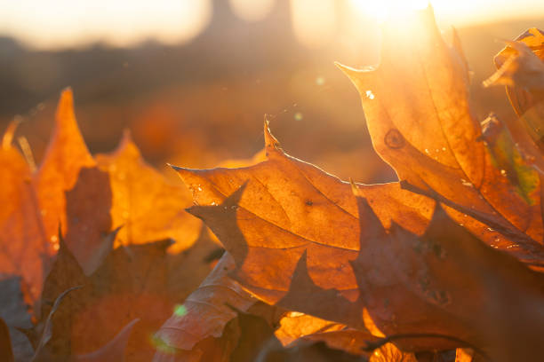 istock detail of foliage 1004217188