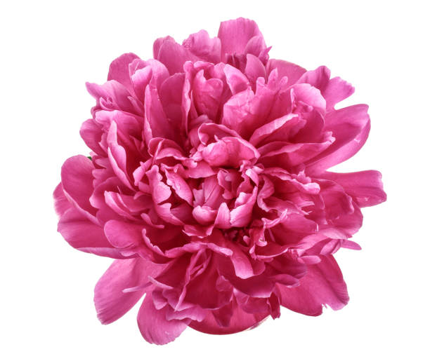 istock pink peony flower isolated on white background close up 1004217328