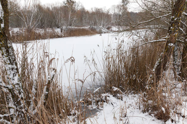 Photo of frozen small pond
