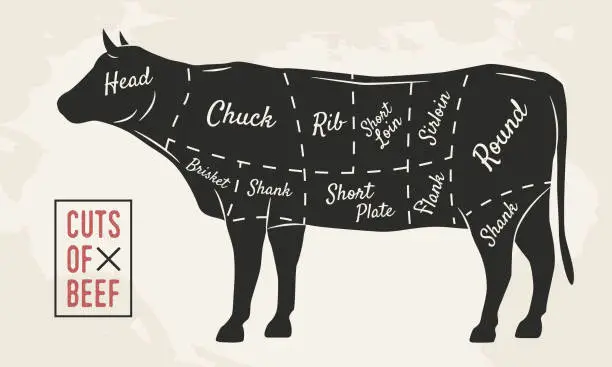 Vector illustration of Meat cuts. Beef cuts. Vintage Poster for Restaurant or butcher shop. Retro diagram. Vector illustration.