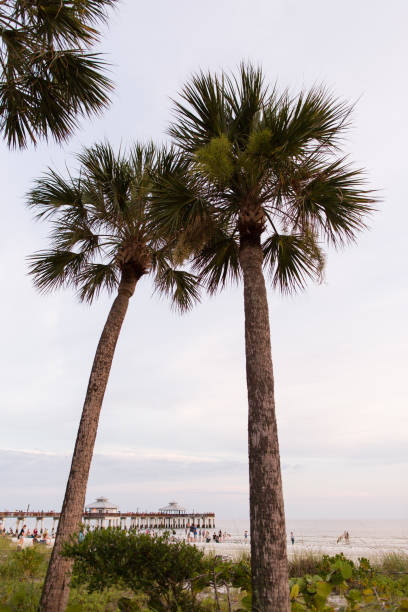istock Palm Trees in Fort Myers Beach 1004225022