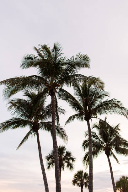istock Palm Trees in Fort Myers Beach 1004225200