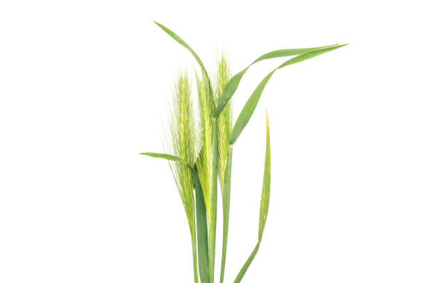 planta verde fresca aislado en blanco - barley grass fotos fotografías e imágenes de stock